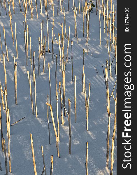 Shadow of halm on snow covered field gives a harmonic structure