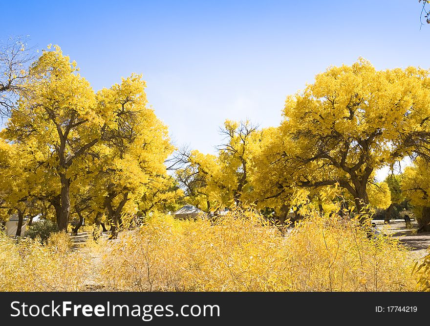 Inner Mongolia, China EJINAQI of Populus euphratica