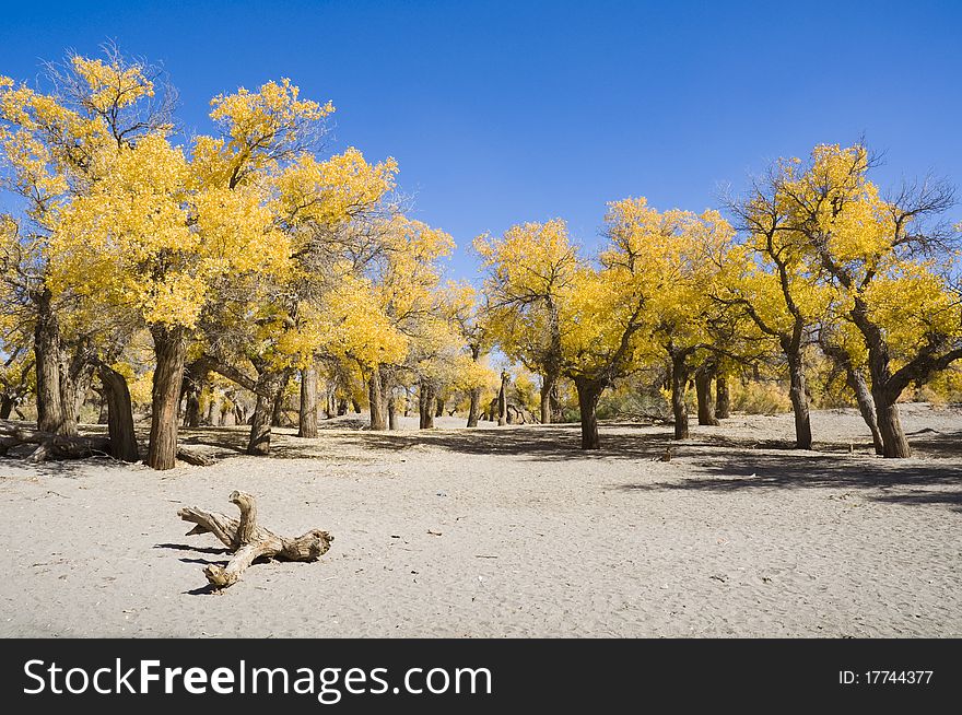 Inner Mongolia, China EJINAQI of Populus euphratica