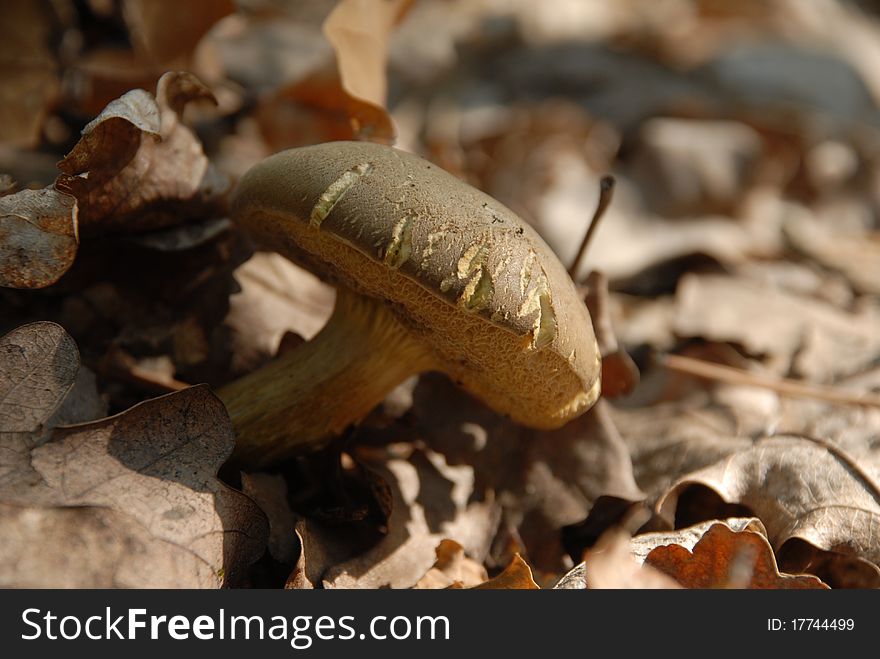 Red Cracking Bolete