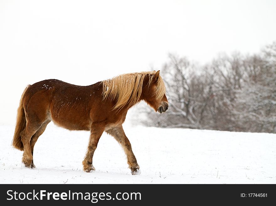 Horse in a snowy landscape. Horse in a snowy landscape