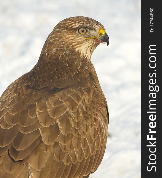 Common buzzard / Buteo buteo in a winter scene