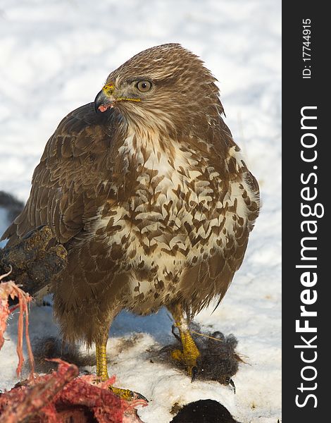 Common buzzard in a winter scene. Common buzzard in a winter scene