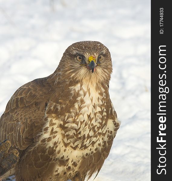 Common buzzard in a winter scene. Common buzzard in a winter scene