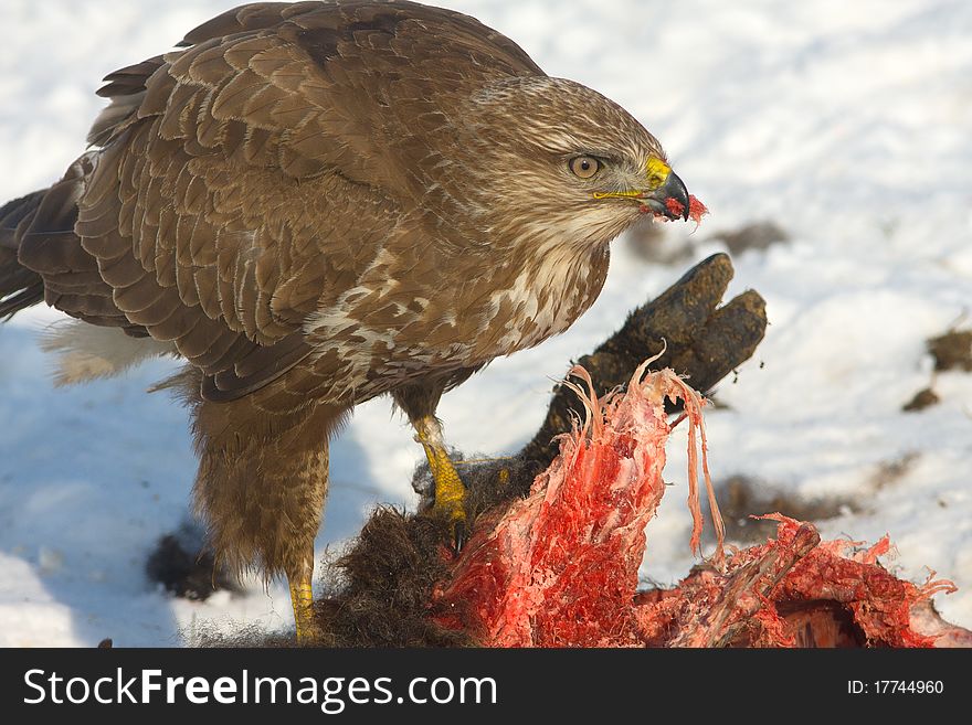 Common buzzard (Buteo buteo) on a winter scene