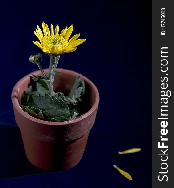 Yellow flower in a pot on a dark background