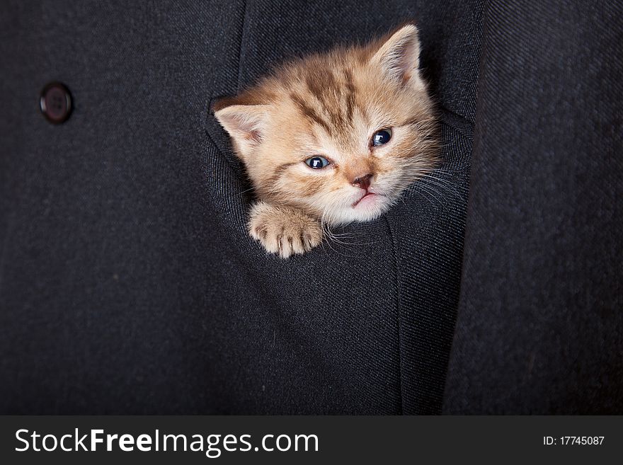 A little funny scottish fold kitten in the pocket