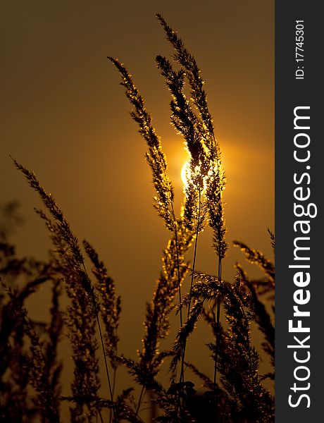 Silhouette of wild grass in meadow during sunset. Silhouette of wild grass in meadow during sunset