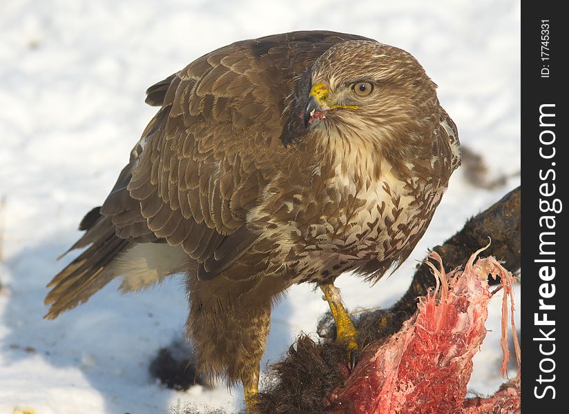 Common buzzard / Buteo buteo