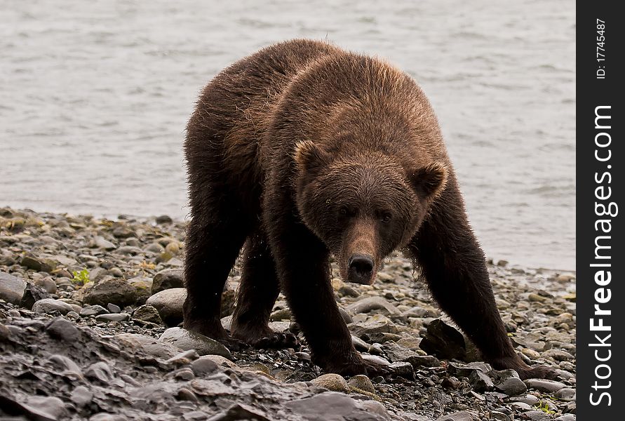 An Alaska Brown Bear near McNeil River Sanctuary. An Alaska Brown Bear near McNeil River Sanctuary