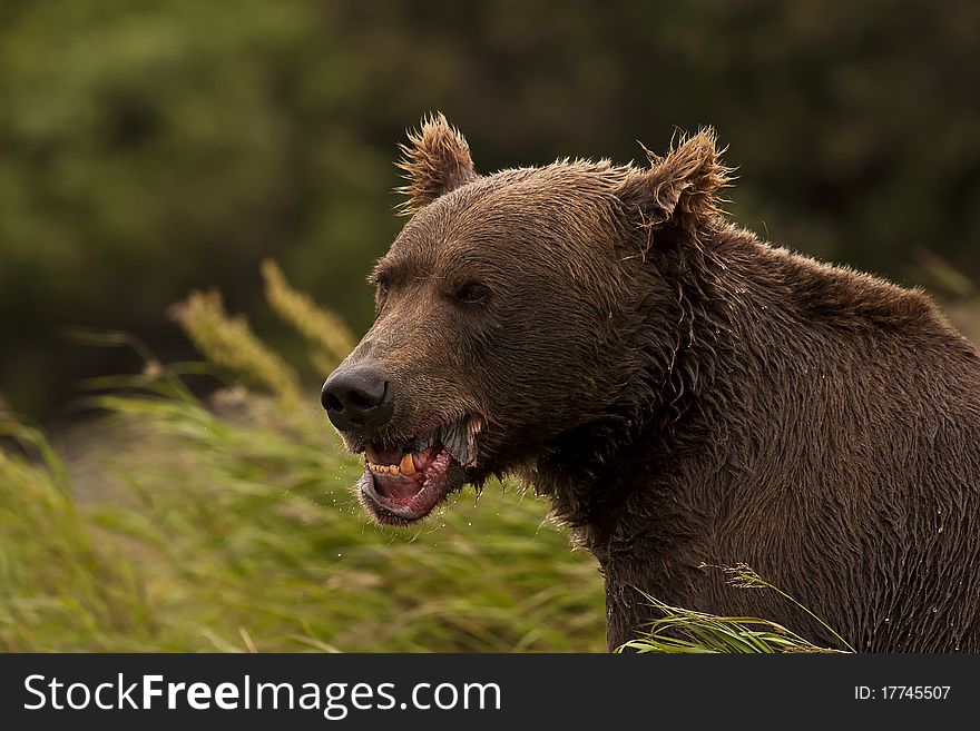 Brown Bear Eating Fish