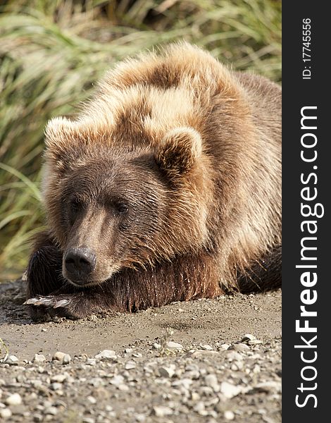 An Alaskan Brown Bear rests on his paws in the McNeil River Sanctuary. An Alaskan Brown Bear rests on his paws in the McNeil River Sanctuary