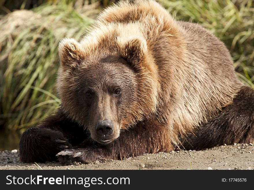 An Alaskan Brown Bear looks up from his nap in McNeil River Sanctuary. An Alaskan Brown Bear looks up from his nap in McNeil River Sanctuary