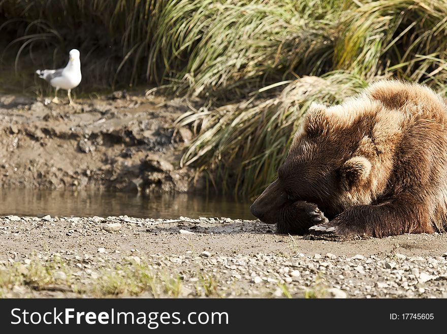 An Alaskan Brown Bear cradles his head while a seagull looks on in Mcneil River Sanctuary. An Alaskan Brown Bear cradles his head while a seagull looks on in Mcneil River Sanctuary