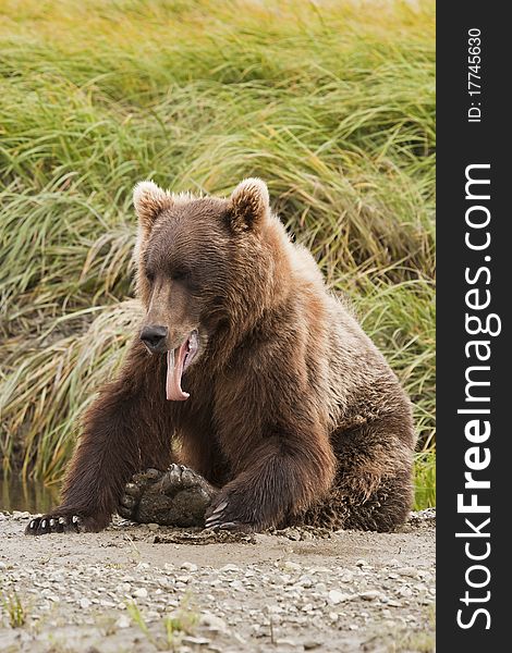 An Alaska Brown Bear yawns after a nap in McNeil River Sanctuary. An Alaska Brown Bear yawns after a nap in McNeil River Sanctuary