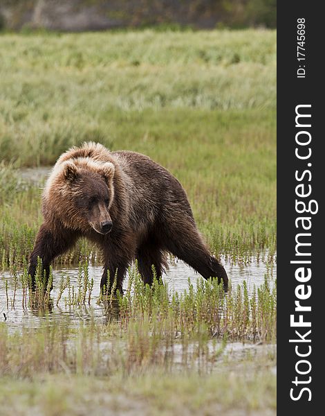 An Alaskan Brown Bear turns to look for fish in McNeil River Sanctuary. An Alaskan Brown Bear turns to look for fish in McNeil River Sanctuary