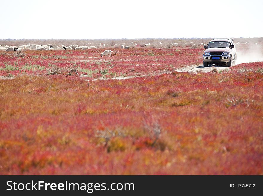 Road through the vegetation