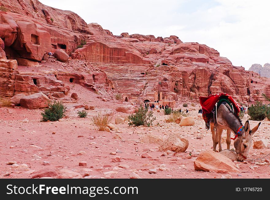 Donkey near amphitheatre in Petra, Jordan