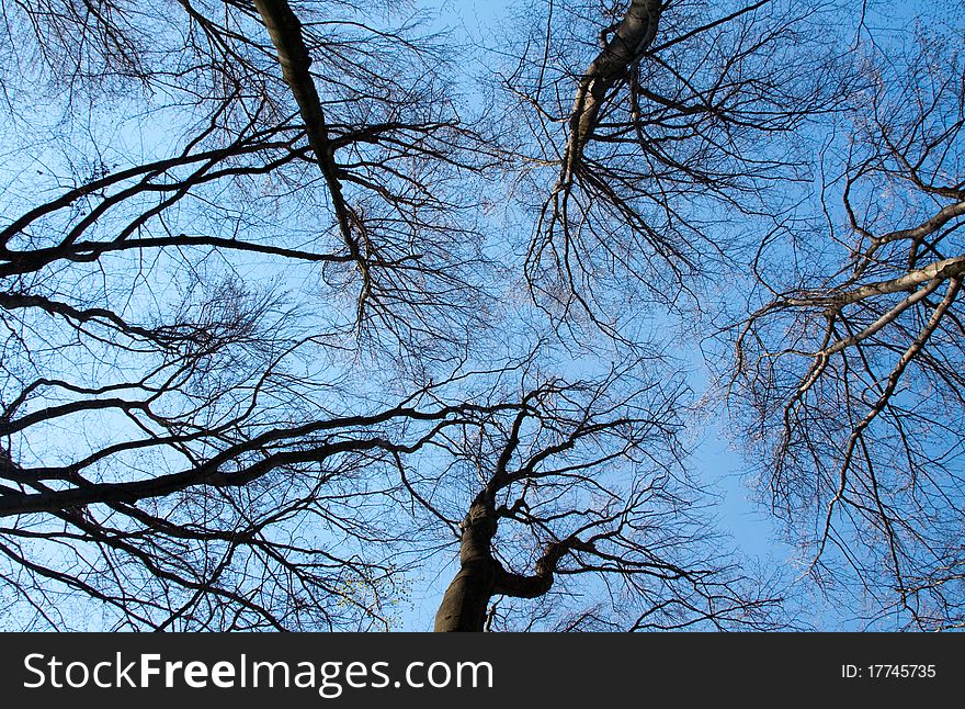 Branches silhouettes on blue sky