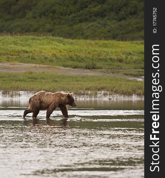 An Alaskan Brown Bear fishes inMcNeil River Sanctuary. An Alaskan Brown Bear fishes inMcNeil River Sanctuary