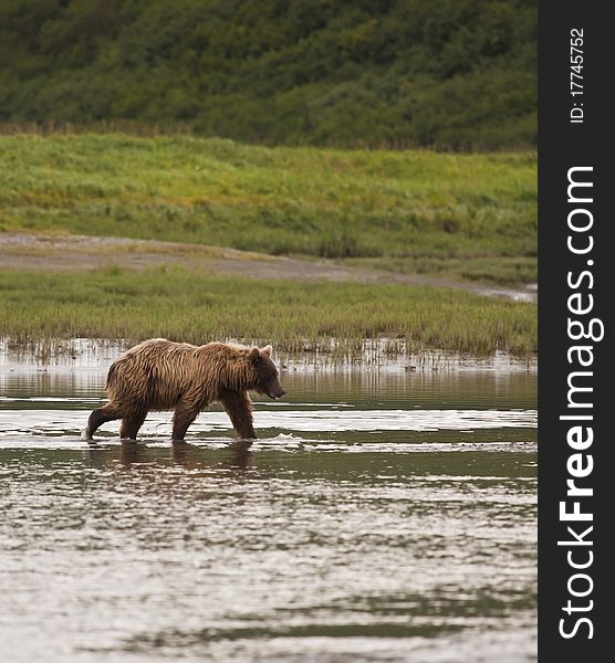 A Stroll In The River