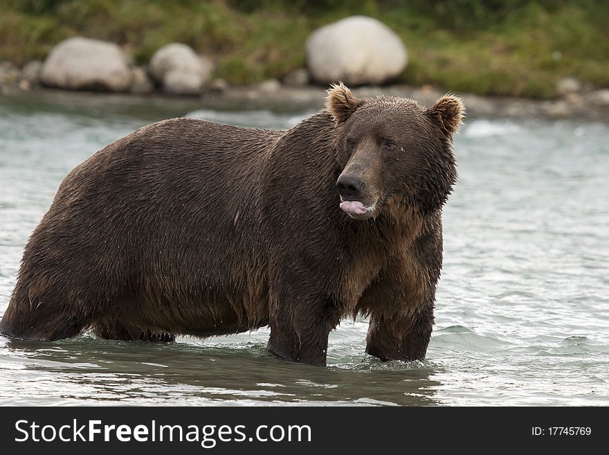An Alaskan Brown Bear licks its lips after eating a fish in McNeil River Sanctuary. An Alaskan Brown Bear licks its lips after eating a fish in McNeil River Sanctuary