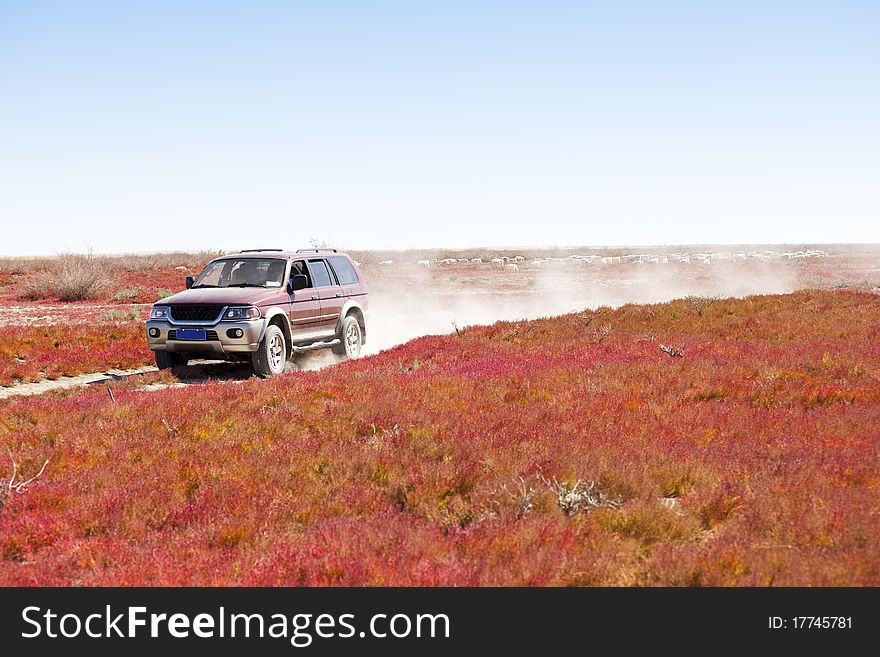 Road through the red vegetation. Road through the red vegetation.
