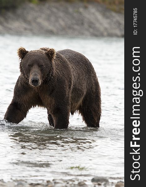 An Alaskan Brown Bear pauses to glare while fishing in McNeil River Sanctuary. An Alaskan Brown Bear pauses to glare while fishing in McNeil River Sanctuary