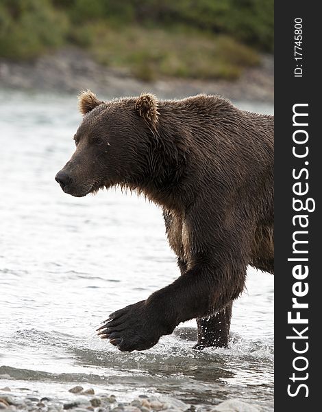 An Alaskan Brown Bear hunts for fish in McNeil River Sanctuary. An Alaskan Brown Bear hunts for fish in McNeil River Sanctuary
