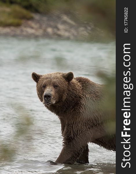An Alaskan Brown Bear is caught fishing in McNeil River Sanctuary. An Alaskan Brown Bear is caught fishing in McNeil River Sanctuary