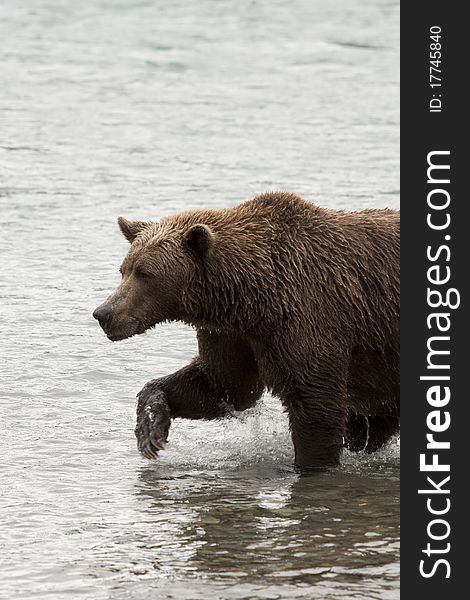 An Alaskan Brown Bear fishes in McNeil River Sanctuary. An Alaskan Brown Bear fishes in McNeil River Sanctuary