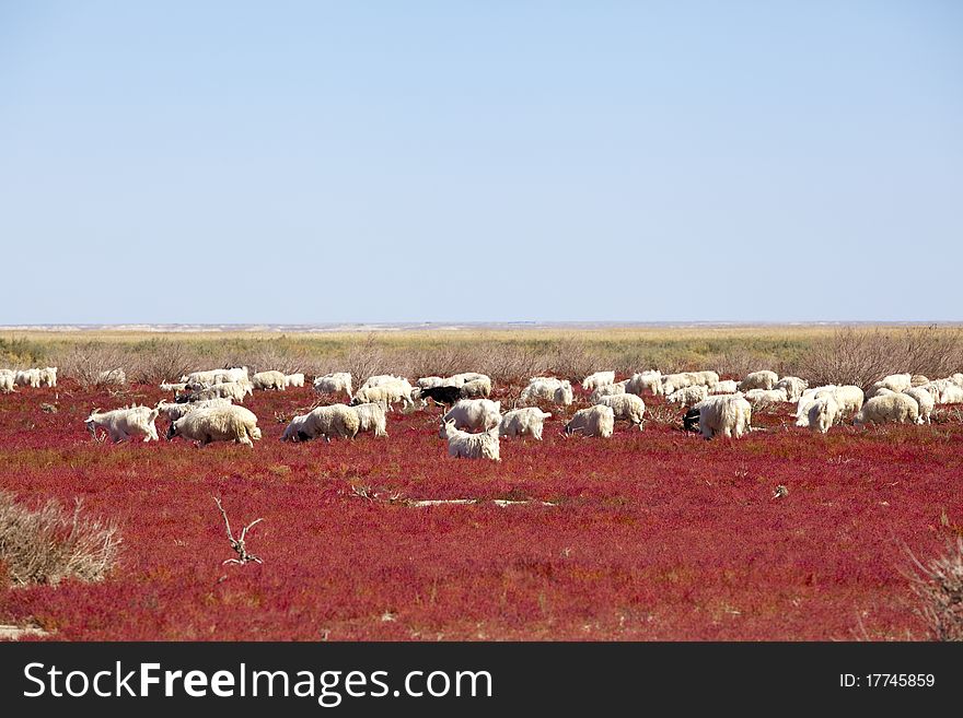 Goat on the prairie