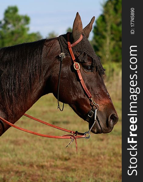 Profile head shot of brown horse in a field wearing a brown hat. Profile head shot of brown horse in a field wearing a brown hat