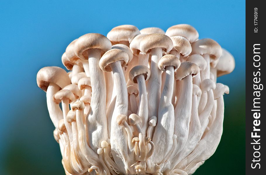 A clump of Beech mushrooms lit by the sun with the sky in the background. A clump of Beech mushrooms lit by the sun with the sky in the background