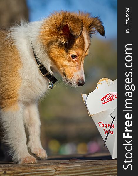 Collie puppy inspects container of Chinese food. Collie puppy inspects container of Chinese food