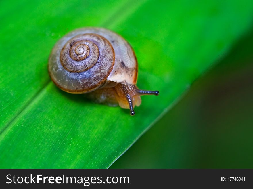 Macro photo of snail on leaf