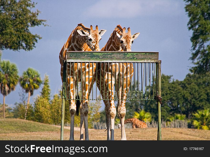 Two giraffes at a feeding station. Two giraffes at a feeding station