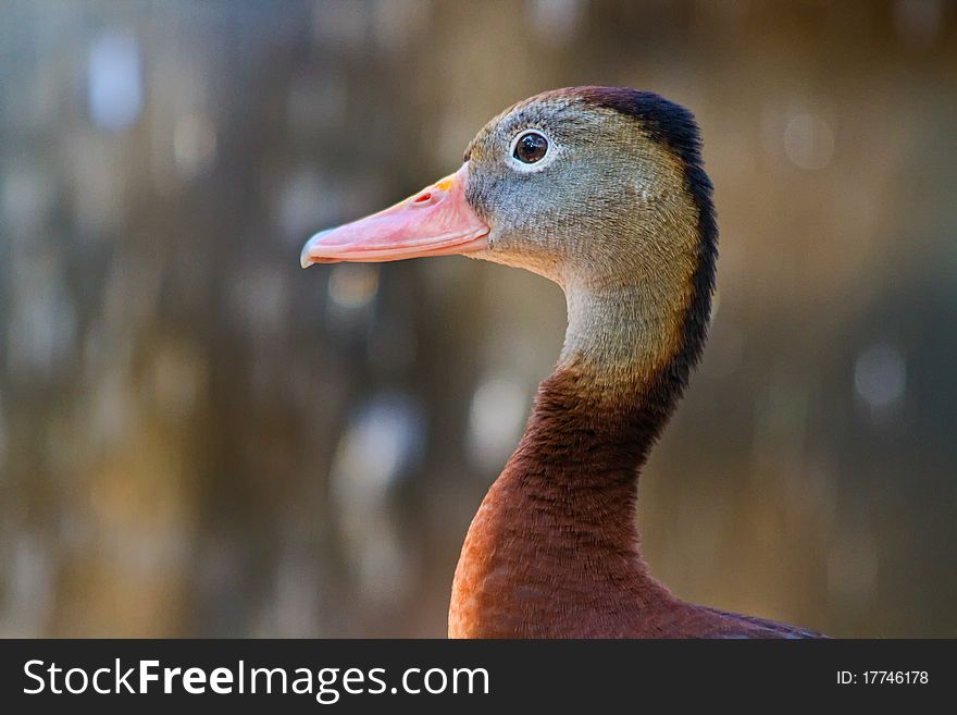 Duck In Profile