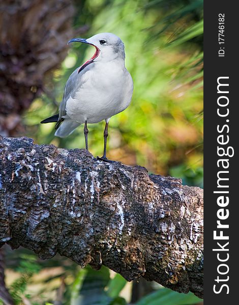 Seagull perched on a branch with tropical background yawning. Seagull perched on a branch with tropical background yawning.