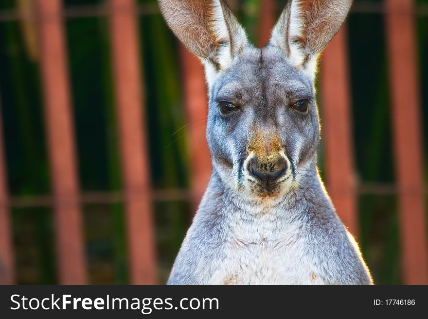 Close up of Kangaroo staring right at my camera