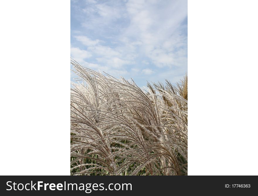 Japanese miscanthus meadow grass blowing in the wind