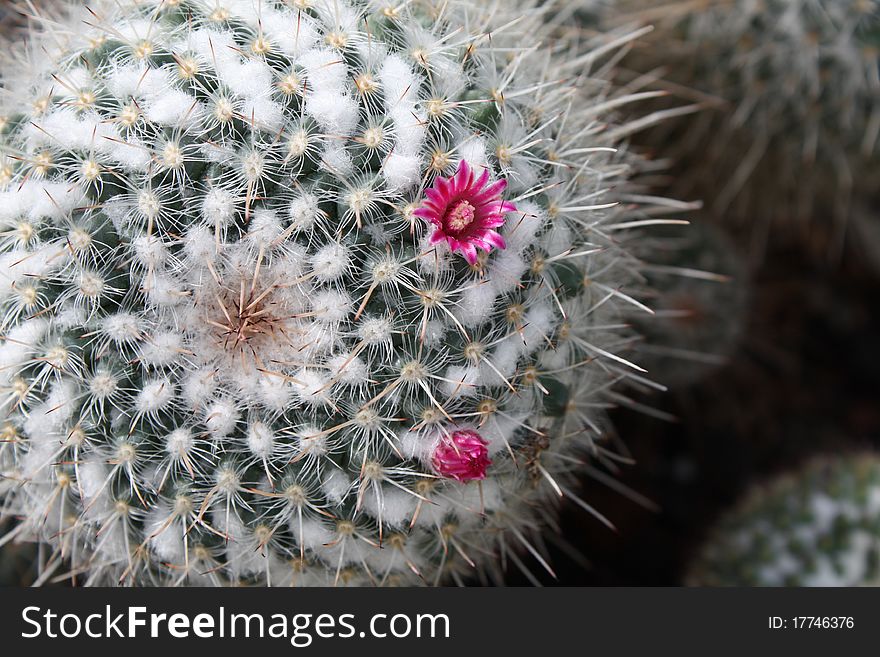 Picture of a flowering cactus. Picture of a flowering cactus