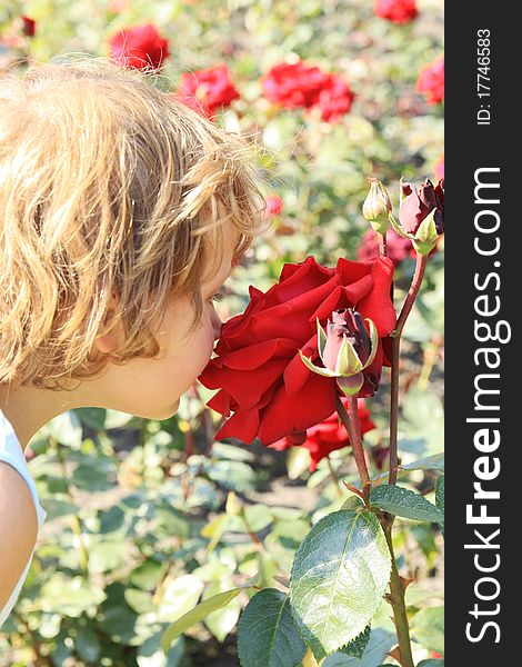 Little girl smelling a large red rose