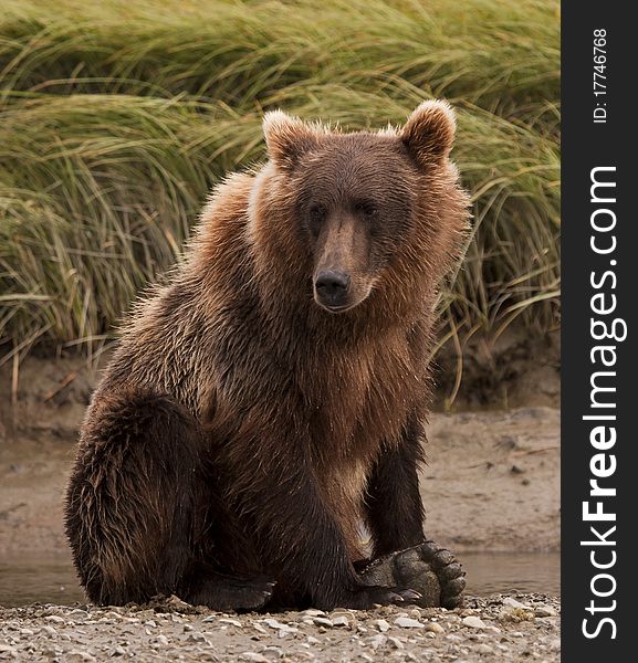 An Alaskan Brown Bear sits quietly in McNeil River Sanctuary. An Alaskan Brown Bear sits quietly in McNeil River Sanctuary
