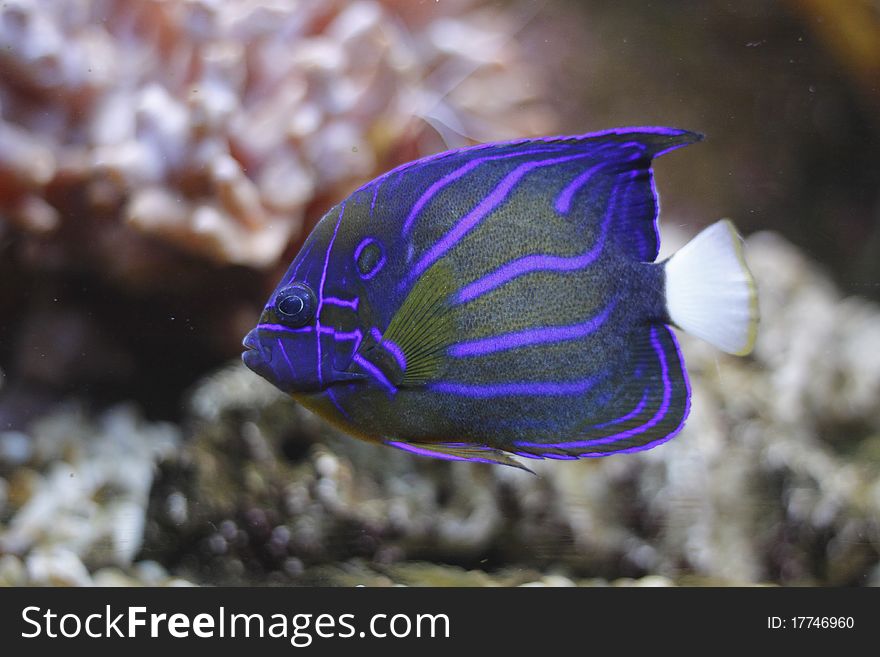 Blue Ring Angelfish, Pomacanthus annularis, is the marine fish.