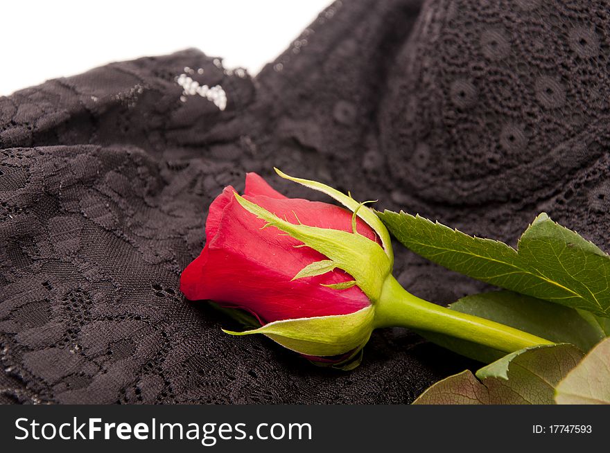 Lacy female underclothes for roses isolated on white. Lacy female underclothes for roses isolated on white