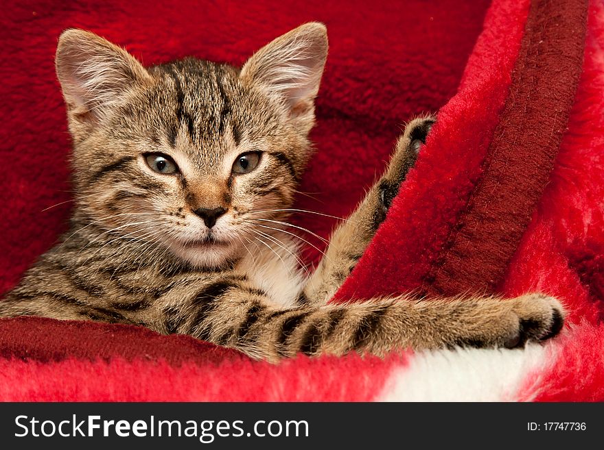 Striped Kitten on a red blanket