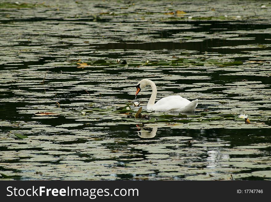 Swan In The Lake