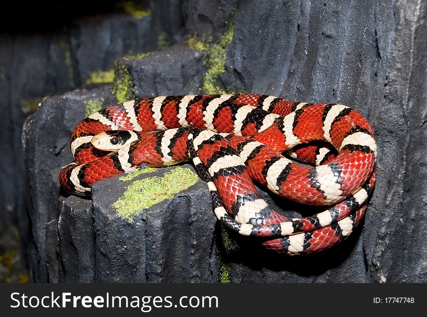 Utah Mountain Kingsnake (Lampropeltis pyromelana) in Terrarium