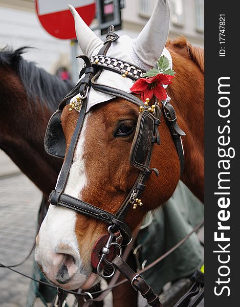 Head of brown horse with harness and red flower in Wien